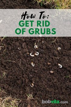 Get Rid Of Grubs In Lawn, How To Get Rid Of Grubs In The Garden, How To Get Rid Of Grubs In Lawn, Grubs How To Get Rid Of, Getting Rid Of Crickets, Deck Gardens, Grub Worms, Garden Critters, Lawn Mower Maintenance