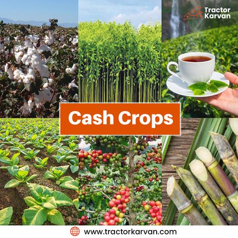 Cash crops refer to crops that are cultivated primarily for commercial purposes, with the aim of selling them for profit. Cash Crops, Cash Crop, Farm Gardens, Cover Design, Design