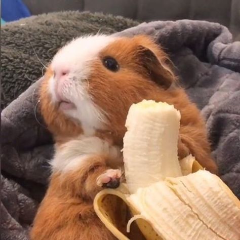 Guinea Pig Diy, Guinea Pigs Funny, Baby Guinea Pigs, Pet Guinea Pigs, Cute Guinea Pigs, Guinea Pig Cage, Cute Piggies, Cute Animals Images, Baby Animals Funny