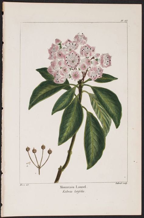 mountain laurel Illustration Botanique Vintage, Kalmia Latifolia, Laurel Tree, Mountain Laurel, Illustration Botanique, Botanical Illustration Vintage, Vintage Botanical Prints, Illustration Wall Art, Scientific Illustration