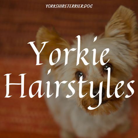 Best haircuts yorkie/ yorkie hairstyles/ yorkie hairstyles short/ haircuts dog grooming/ yorkie hairstyles haircuts dog grooming Yorkshire Terrier Haircuts, Yorkie Terrier Haircuts Female, Male Yorkie Hairstyles, Short Yorkie Haircut, Yorkie Haircut Teddy Bear, Yorkie Haircuts Female, Yorkie Grooming Styles, Cute Yorkie Haircut, Black Yorkie Poo