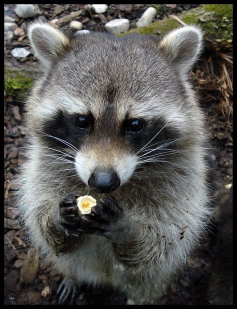 Raccoon eating popcorn. Look at that little trash panda's eyes!! Raccoon Eating, Eating Popcorn, Pet Raccoon, Cute Raccoon, Raccoon Funny, Silly Animals, Racoon, Sweet Animals, Animal Planet