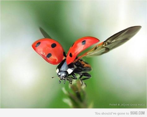 Amazing!!! A ladybug's pare of wings stays protected by the outer wings surrounding it. The outer wings are a hard shell to protect the soft body. The outer shell is considered an outer skeleton, as well as for other insects. Instead of bones, beetles like ladybugs have outer skeletons. Macro Fotografie, Macro Fotografia, Foto Macro, Photo Macro, Insect Photography, A Ladybug, Beautiful Bugs, Foto Tips, Creepy Crawlies