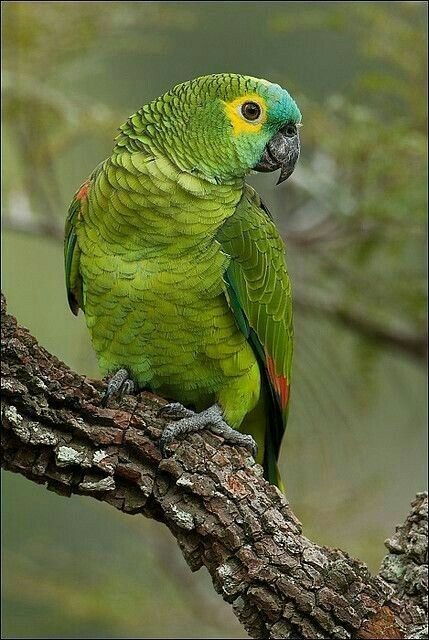 Parrot Photo, Best Pet Birds, Amazon Parrots, Green Parrot, Parrot Pet, Bird Barn, Amazon Parrot, Colorful Parrots, Exotic Birds