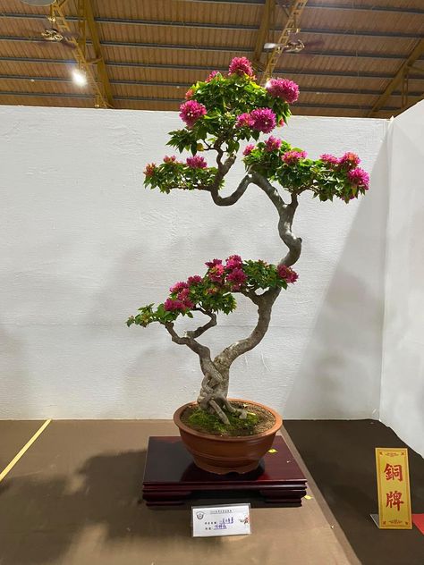 How To Grow Bonsai, Flowering Bonsai, Bougainvillea Bonsai, Bonsai Diy, Japanese Bonsai Tree, Plant Display Ideas, Orchid Flower Arrangements, Bonsai Tree Types, Dream Plants