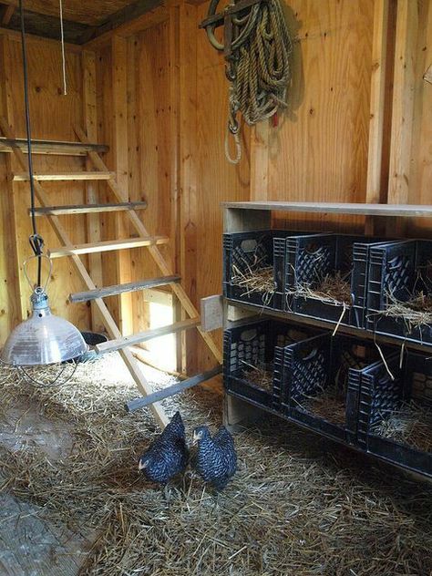 Pvc Chicken Run, Raising Chickens Diy, Nesting Boxes Diy, Chicken Coop Pallets, Easy Chicken Coop, Chicken Coup, Chicken Nesting Boxes, Chicken Toys, Chicken Feeders