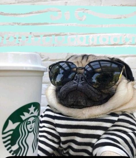 A Pug, Pug Dog, Pug, Sunglasses, Coffee, Dogs, Instagram