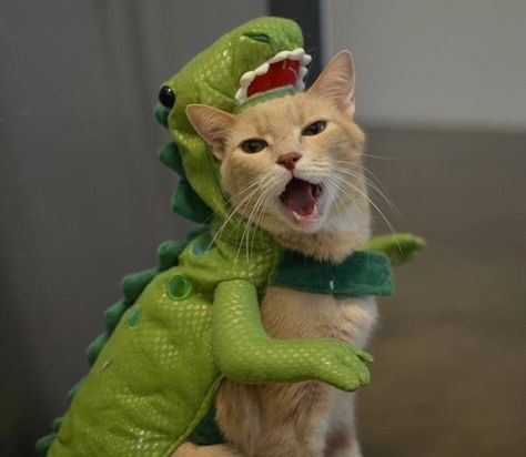 Dinosaur Kitty Costume Cats In Costumes, Dinosaur History, Halloween Cats, Cat Costumes, Here Kitty Kitty, Silly Cats, I Love Cats, Cats Meow, Kitty Kitty