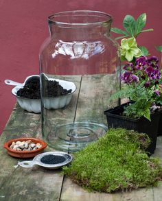 DIY: Glass Jar Terrarium - House & Home Glass Jar Terrarium, Jar Terrarium, Orchid Terrarium, Open Terrariums, Terrarium Jar, Cactus Terrarium, Succulent Garden Diy, Bottle Garden, Moss Garden