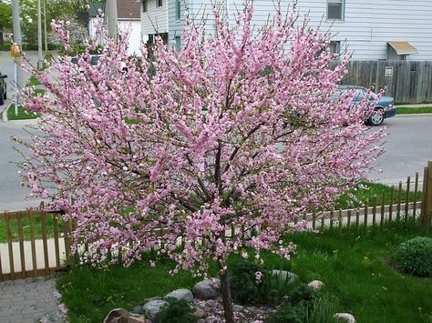 Nothing is quite as pretty in the spring as the flowering pink almond tree. Growing flowering almonds is a great way to add color to the landscape. Learn how to grow flowering almond trees here. Flowering Almond, Outdoors Ideas, Cherry Plum, Almond Tree, Farm Fence, Modern Fence, Ornamental Trees, Small Yard, Backyard Fences