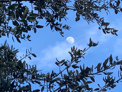 Moon During The Day Aesthetic, Moon In The Daytime, Moon In Daylight, Daylight Aesthetic, Moon During The Day, Daytime Moon, Soul Connections, Pretty Moon, Moon Aesthetic