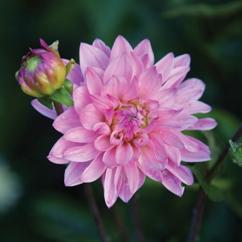 Love Love Love, Love Love, Dahlia, Plants