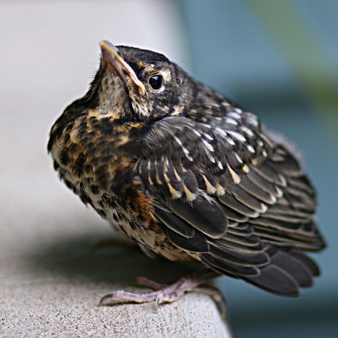 baby robin | by jaki good miller Texas Birds, Robin Birds, Baby Robin, American Robin, Wildlife Pictures, World Birds, Bird Clipart, Robin Bird, Kinds Of Birds