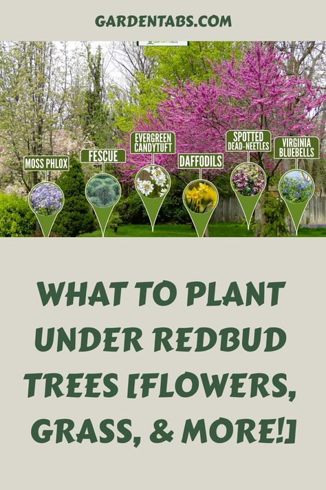 Planning the placement of plants in your garden can be a daunting task. Adding color to your redbud tree might seem like a complex choice, especially if you're uncertain about how to go about it. Let's explore innovative ideas together! Backyard Tree Placement, Forest Pansy Redbud Tree, Weeping Redbud Tree, Eastern Redbud Tree, Redbud Trees, Front Landscape, Front Flower Beds, Eastern Redbud, Backyard Trees