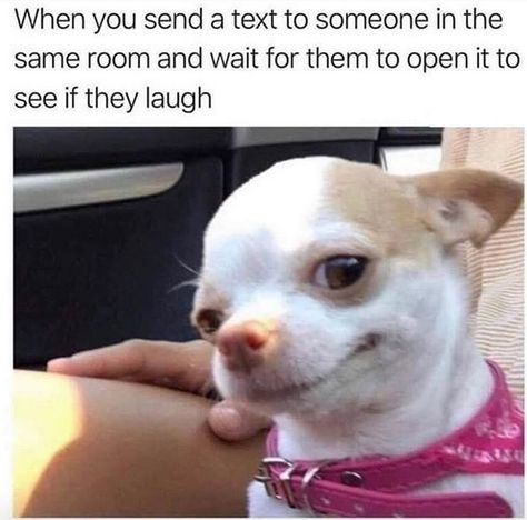 The 14 Funniest Chihuahua Memes of the Week! | PetPress Chihuahua Mini Toy, Chihuahua Meme, Bad Day Humor, Clean Memes, Funny Dog Memes, Memes Br, Funny Animal Memes, Animal Jokes, Funny Animal Pictures