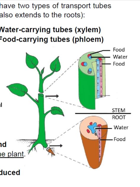 Plant Transport System Summary, water-carrying tubes, food-carrying tubes, phloem, xylem Transport In Plants, Xylem And Phloem, Studying Goals, Bio Chemistry, Nutrition In Plants, Plants Worksheets, Science Classroom Decorations, Planting For Kids, Plant Activities