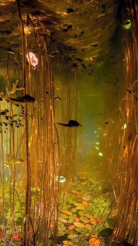 Wallpaper Deep, Royal Life, Ethereal Art, Nature Aesthetic, Rare Photos, Water Lilies, Underworld, Surreal Art, Hd Wallpapers