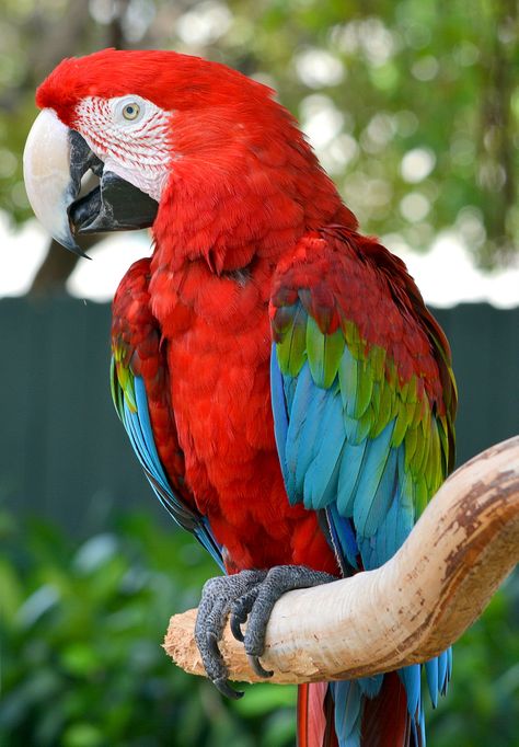 Green-Winged Macaw. Green Macaw, Wallpaper Dog Aesthetic, Amazon Birds, Animals And Pet Supplies, Dog Tattoo Ideas, Conure Parrots, Wallpaper Dog, Aesthetic Dog, Dog Aesthetic