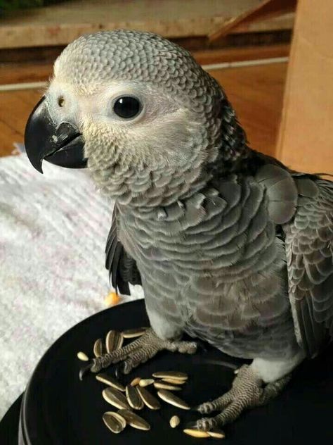 Baby African Greys are the cutest baby birds ever. 🥰 Congo African Grey, Parrot Pet, Grey Parrot, Funny Parrots, African Grey Parrot, African Grey, Parrot Bird, Funny Birds, Pet Bird