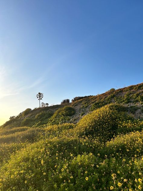 California in bloom in spring In Bloom, California, Wallpapers