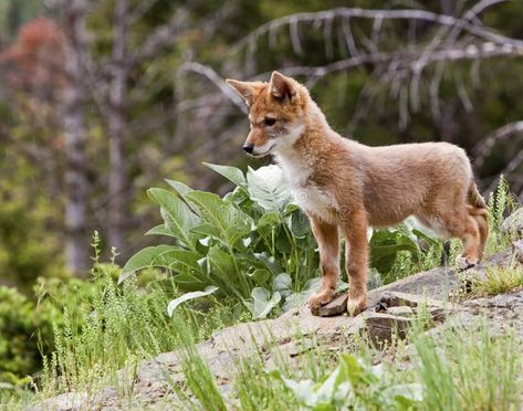 Coyote Dog Baby Pup Puppy Canis Latrans Stock Photo - Image of canine, outdoors: 27359130 Coyote Puppies, Baby Red Fox, Coyote Pup, Grizzly Bear Cub, Fox Pups, Young Fox, Carolina Dog, Black Bear Cub, Dog Baby