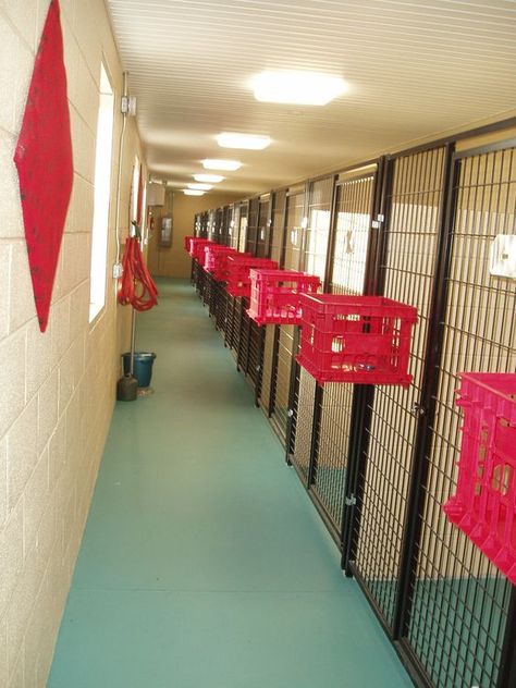 Kennel Dog Supplies Organization, Kennel Business, Dog Boarding Ideas, Dog Daycare Business, Dog Boarding Facility, Dog Boarding Kennels, Boarding Facility, Dog Kennel Designs, Kennel Ideas