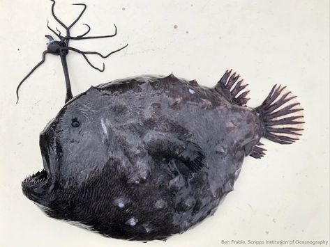 For the Third Time This Year, a Deep-Ocean 'Football' Fish Has Washed Ashore California's Beaches | Smart News | Smithsonian Magazine Football Fish, Crystal Cove State Park, California Academy Of Sciences, Los Angeles Museum, Southern California Beaches, Washed Ashore, Sea Dweller, Angler Fish, Oceanography