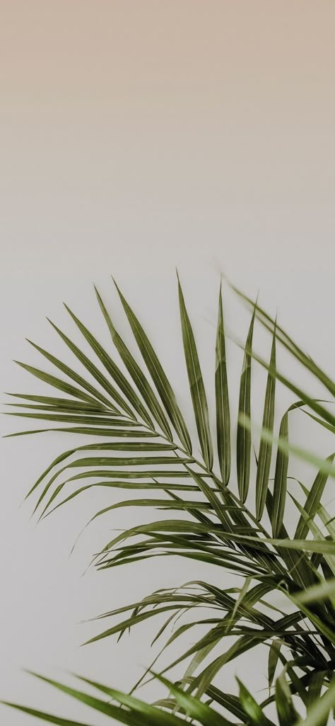 Palms Aesthetic Wallpaper, Palm Branch Aesthetic, Leafy Aesthetic Wallpaper, Leaf Green Aesthetic, Palm Leaf Wallpaper Iphone, Green Leaf Background Aesthetic, Banana Leaf Wallpaper Iphone, Palm Wallpaper Iphone, Iphone Plant Wallpaper