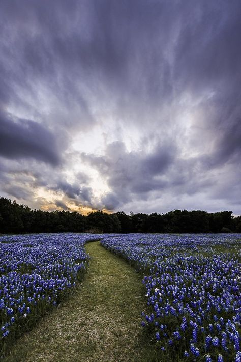 Wildflower season in Texas  #bluebonnets #texas Bluebonnet Wallpaper, Texas Bluebonnets, April 13, Blue Bonnets, Photography Travel, Nature Beautiful, Flower Field, Beautiful Scenery, Amazing Nature