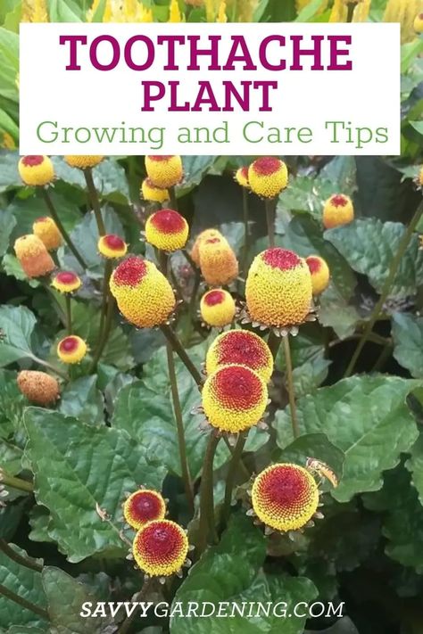 Try growing the toothache plant to add some serious uniqueness to your outdoor garden! This beautiful, yet odd-looking plant, is also known as the electric daisy, buzz buttons, the eyeball plant, Sichuan buttons, jambu, and even paracress. In this article, you'll get some great info about this annual herb, along with gardening tips for growing it. Check it out now! Eyeball Plant, Toothache Plant, Preparing Garden Beds, Native Plant Landscape, Electric Daisy, Plant Crafts, Purple Plants, Flower Garden Design, Growing Plants Indoors