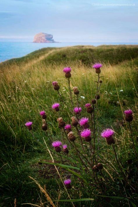 Thistle Aesthetic, Scottish Genealogy, Thistle Scotland, Scotland Mountains, Scotland Thistle, Scotland Aesthetic, Scotland National Flower, Scottish Heather, Scotland Landscape