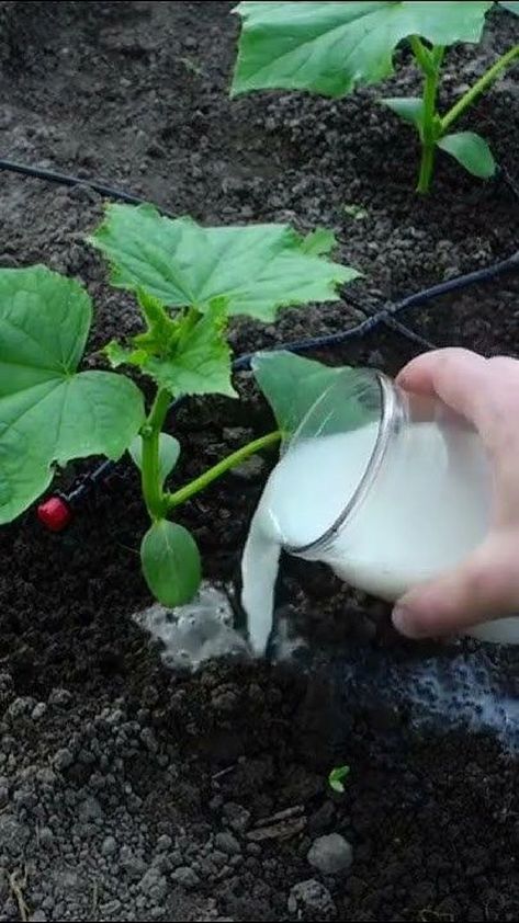 Cucumber Garden Ideas, Cucumbers Growing, Garden Cucumbers, Plant Grafting, Cucumber Plants, Tomatoes And Cucumbers, Cucumber Gardening, Cherry Clafoutis, Garden Hacks Diy