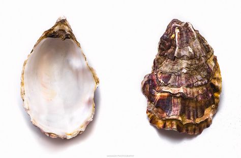 Oyster Shell Aesthetic, Oyster Shell Tattoo Pearls, Oyster Shell Photography, Oyster On The Half Shell, Pearl In Oyster Drawing, Deep Fried Oysters, Wasabi Mayo, Natural Pearls Sea Oyster Shells, Oyster Art