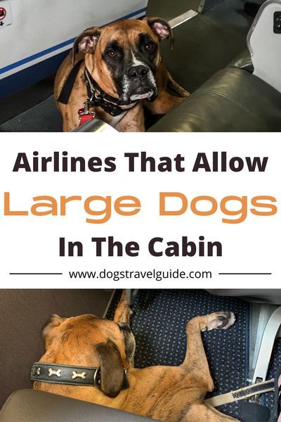 Dog Travel Essentials, Dogs On Planes, Dog Bucket List, Road Trip With Dog, Dog Travel Crate, Dog Friendly Vacation, Dog Travel Bag, Flying Dog, Private Jets