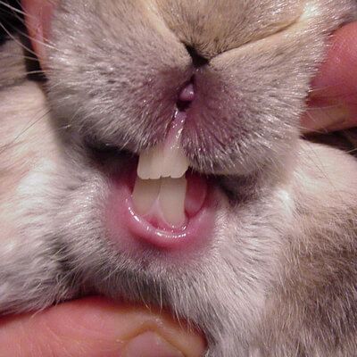 Bunny Teeth Smile, Bishops Stortford, Rabbit Teeth, Smile Tips, Bone Infection, Bunny Teeth, Rabbit Eating, Bad Diet, Rabbit Care