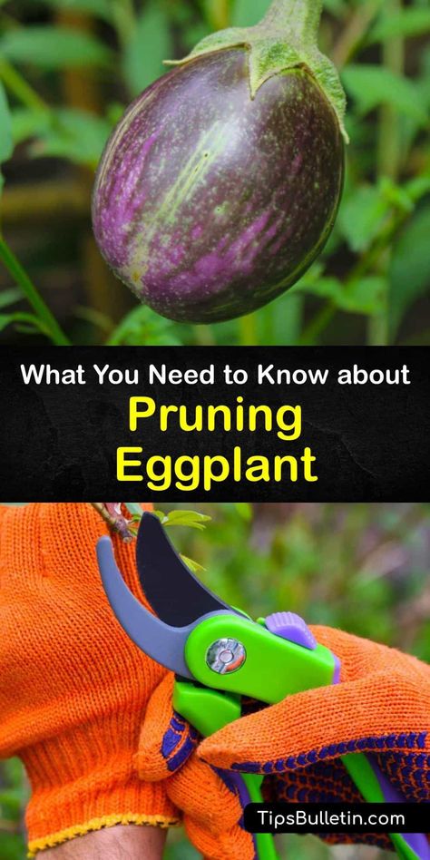 Discover when and how to prune eggplant (Solanum melongena) to promote healthy growth. Like the tomato plant, the eggplant plant requires a trim now and then, and pruning eggplant is essential to encourage flower and fruit production. #prune #eggplant How To Grow Eggplant, How To Plant Eggplant Seeds, Planting Eggplant Gardening, Eggplant Growing, When To Pick Eggplant From Garden, Grow Eggplant, Eggplant Plant, Growing Eggplant, Gardening Knowledge