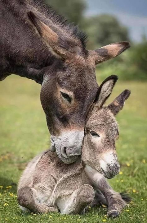 Donkey Pictures, Baby Donkey, Mini Donkey, Regnul Animal, Cute Donkey, Donkeys, Cute Creatures, Sweet Animals, Animal Planet