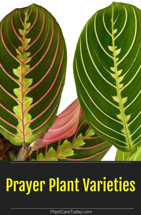 Prayer plants are easy to care for houseplants with unique foliage and many varieties available. However, some are better than others. We take a closer look. Maranta Plant Varieties, Esperanza Plant, Maranta Plant, Prayer Plant Care, Plant Meanings, Understory Plants, Houseplant Care, Plant Varieties, Tiny White Flowers