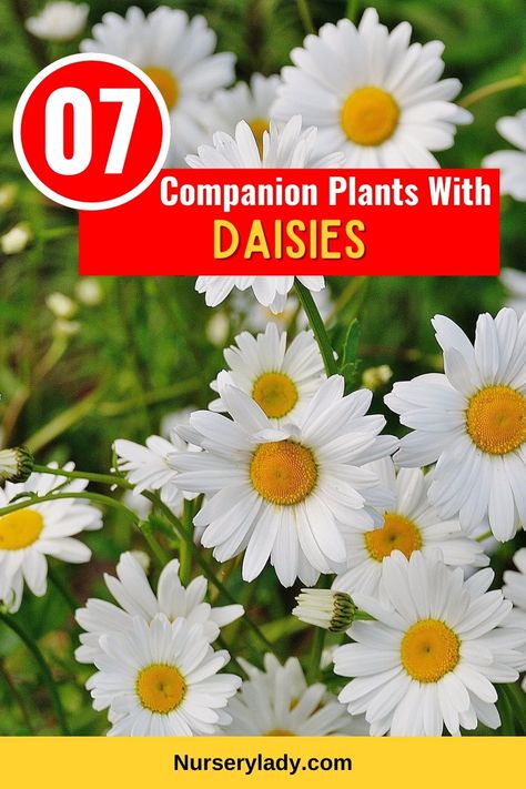 Garden companions -
Plant pairings -
Daisy garden partners -
Floral combinations -
Companion planting guide -
Garden harmony -
Plant symbiosis -
Daisy-friendly plants -
Floral companions -
Garden biodiversity -
Beneficial plant pairings -
Daisy garden arrangements -
Planting combinations -
Garden coexistence -
Complementary flora -
Plant diversity -
Daisy bed companions -
Garden interplanting -
Plant cohabitation -
Daisy garden diversity - Daisies In Garden, Shasta Daisy Landscaping, Meaning Of Daisy Flowers, Different Types Of Daisy Flower, Daisy Care, Shasta Daisy Companion Plants, Garden Daisy, Michaelmas Daisy, Companion Gardening