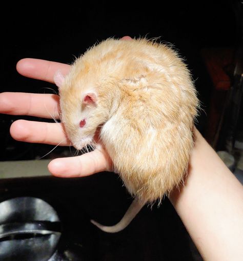 Solstice is officially one of our very first Sooty Fawn Curly Rexes that we've produced domestically here. He was the firstborn son of Cotton Candy X Lollipop, our Sooty Fawn Husky Curly Rex x Blue Agouti Curly Rex line. He is about 5.5 months old right now. Rex Rat, Officially One, Cute Rats, Mouse Rat, 5 Months, Aspen, Lollipop, Rats, Cotton Candy