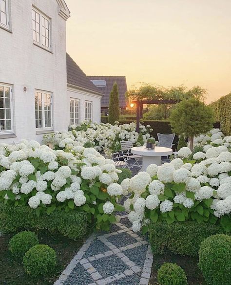 Walk way Let The Weekend Begin, Hydrangea Landscaping, Nantucket Summer, White Hydrangeas, Hydrangea Garden, Beautiful Farm, Pool Outdoor, Coastal Granddaughter, Garden Photography