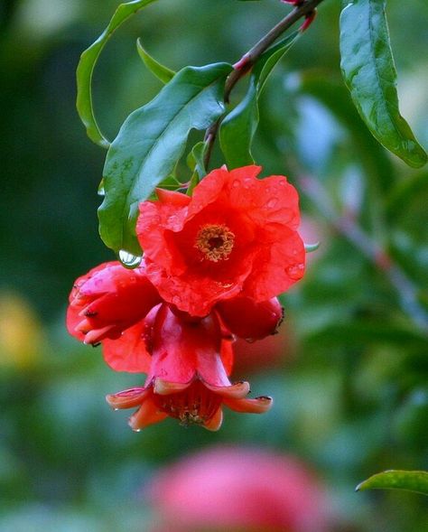 pomegranate flower Pomegranate Flower, Pomegranate Art, Fruits Photos, Flower Sculptures, Beautiful Places Nature, Pretty Plants, Flower Fairy, Colorful Garden, Granada