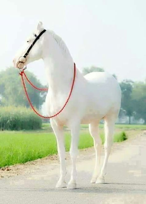 Beautiful horse Marwari Horses, Rare Horses, Albino Animals, Most Beautiful Horses, Most Beautiful Animals, Majestic Horse, All The Pretty Horses, White Horses, Pretty Horses