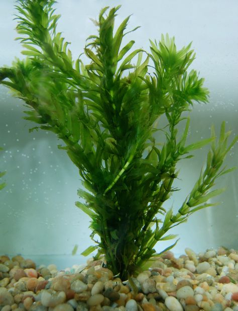 Anacharis ~ A submerged oxygenating  pond plant which provides Anacharis Plant, Freshwater Plants, Goldfish Pond, Pond Plants, Pond Design, Plant Lighting, Ponds Backyard, Ornamental Plants, All About Plants