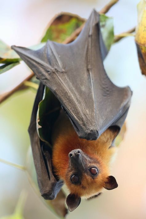 Lyle's Flying Fox in November 2022 by Carlos N. G. Bocos Bat Photos, Fox Bat, Bat Species, Bat Animal, Flying Fox, Tarot Magic, Fruit Bat, Baby Bats, Wild Animals Pictures