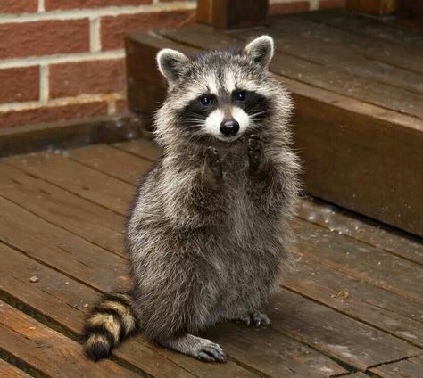 Raccoon….cute standing up Wall