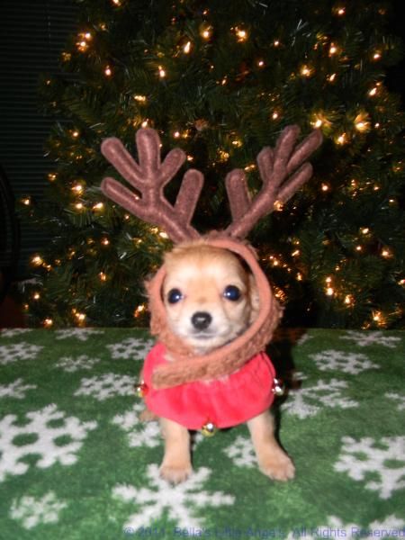 Christmas Dog Pictures, Christmas Dog Funny, Cute Christmas Pictures, Xmas Icons, Christmas Dogs Funny, Silly Animal Pictures, Animal Pfp, Chihuahua Breeders, Dog Christmas Pictures