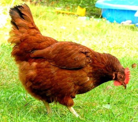 Rhode Island Red Hen, Best Laying Chickens, Leghorn Chickens, Laying Chickens Breeds, Outdoor Landscape Design, Laying Chickens, Best Egg Laying Chickens, Rhode Island Red, Egg Laying Chickens