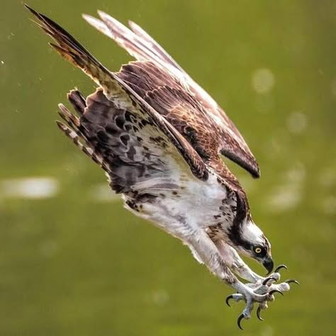 Raptors Bird, Pretty Birds, Bird Photo, Birds Of Prey, Wild Birds, Animal Photo, Bird Watching, Wildlife Photography, Beautiful Creatures