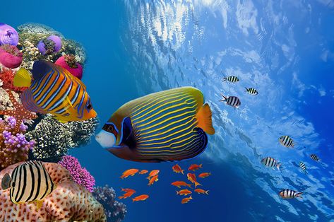 Do your part to protect Florida’s endangered coral reefs with these tips on how to safely see these beautiful ecosystems from marine biologist Colin Foord. Underwater Music, Egypt Hurghada, Coral Aquarium, Sea Explorer, Hybrid Art, Best Snorkeling, Egypt Travel, Creative Photos, Underwater World